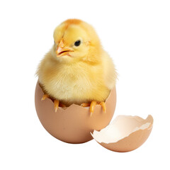 Newly hatched chick emerging from its shell against a contrasting plain setting