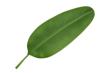 Obraz premium Green tropical banana leaf isolated on a transparent background for design, summer, nature, and organic themes