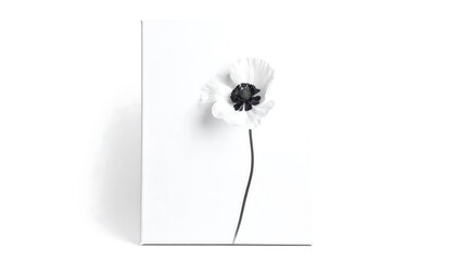 Minimalist White Poppy Flower Against a Clean White Background.