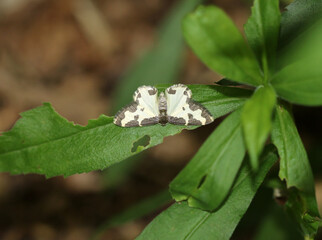 Vogelschmei&szlig;-Spanner - Clouded border