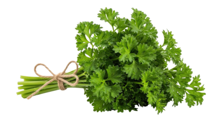 Fresh parsley bunch tied with twine transparent background cutout png