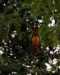 An Indian fruit bat (Pteropus medius) captured through spot focus, hanging upside down from a tree branch amidst lush green foliage. 