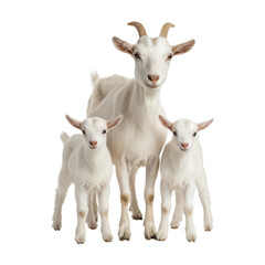 Fototapeta premium Captivating portrait of a goat family, showcasing maternal care and familial bonds in nature