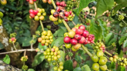 Close-up shot of a coffee plant branch heavily laden with ripening coffee cherries, featuring a mix of glossy green and deep red fruits.