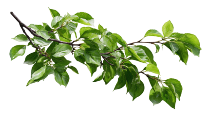 Close-up branch with vibrant green leaves