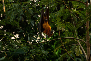 An Indian fruit bat (Pteropus medius) captured through spot focus, hanging upside down from a tree branch amidst lush green foliage. 