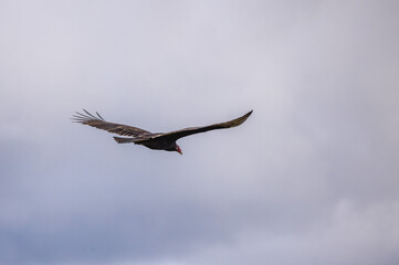 A turkey vulture soaring with wings fully extended against a cloudy gray sky, showing its dark feathers and distinctive red head in mid-flight.