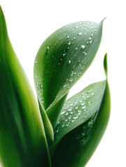 Leafy plant with water droplets, in bright light, on black background