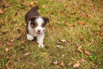 Australian Shepherd puppy with blue eyes walking on green grass among autumn leaves, happy brown and white fluffy dog outdoors in sunlight
