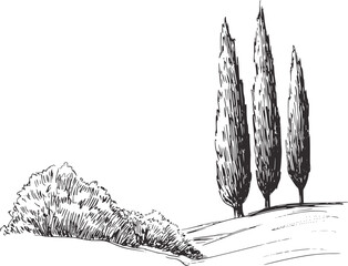 Tall cypress trees and shrubbery sketch black white © Mehedy