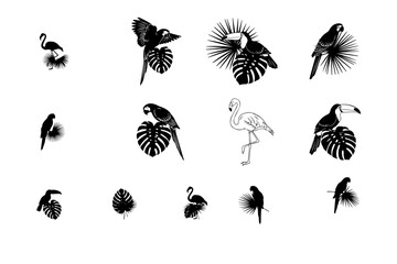 Obraz premium Collection of elegant tropical bird silhouettes — parrots, toucans, flamingos