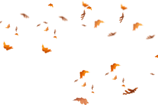 Abundant autumn scene showcasing multiple orange-colored fallen leaves of varying sizes beautifully scattered across white background, capturing the rich diversity and natural movement of seasonal fal