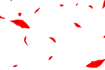 Striking autumn display featuring bold bright red leaves scattered dynamically across a pristine white background, creating a dramatic and eye-catching representation of peak fall season vibrant folia