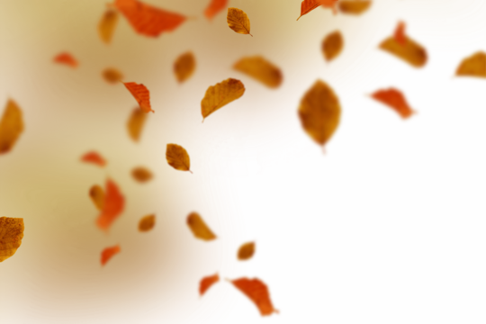 Warm and inviting autumn scene with orange and brown-toned leaves gracefully arranged on a soft gradient background, evoking the cozy and comforting essence of fall season with natural earth-toned col