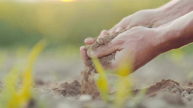 Hand holding soil, hand dirty with soil. Hands holding soil in agricultural field, close-up. Farmer is checking soil quality before sowing plant seeds. Agriculture and gardening concept.