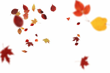 Vibrant autumn display showcasing brilliant red, orange, and golden yellow leaves scattered artistically on white background, capturing the peak season of fall colors and the spectacular beauty of aut