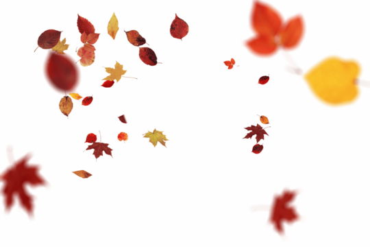 Vibrant autumn display showcasing brilliant red, orange, and golden yellow leaves scattered artistically on white background, capturing the peak season of fall colors and the spectacular beauty of aut