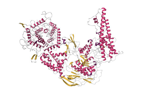 Structure of human glycogen debranching enzyme. 3D cartoon model, secondary structure color scheme, PDB 8zeq