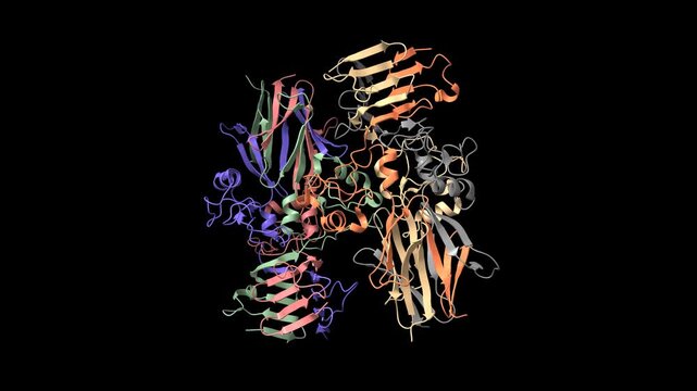 Crystal structure of Haemophilus influenzae adhesive protein HiaBD. Animated 3D cartoon and molecular surface models, chain id color scheme, PDB 1s7m, black background.