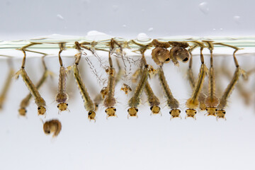 Mosquito larvae hanging from water surface, showcasing their segmented bodies and bristles. image captures their aquatic environment