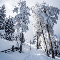 A snow-covered path winds through a winter forest scene with frost-laden trees and a wooden fence along the side