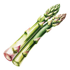 Fresh green asparagus spears watercolor illustration with detail