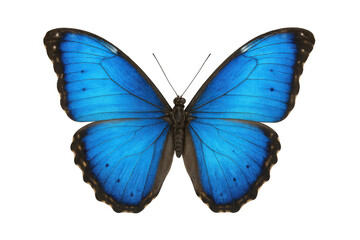 Obraz premium Blue morpho butterfly with bright iridescent wings spread beautifully against a transparent studio background