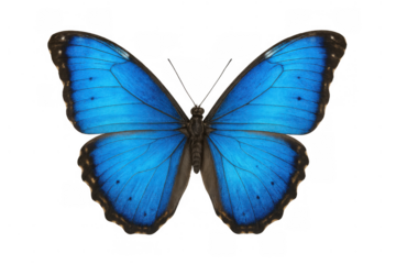 Blue morpho butterfly with bright iridescent wings spread beautifully against a transparent studio background