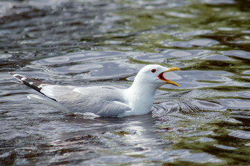 A common gull is floating on the water of a large lake.
