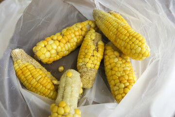 Simple, natural view of several yellow boiled corn cobs inside plastic bag. healthy organic vegetable and popular food, perfect for delicious and satisfying snack