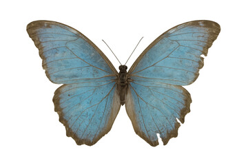 Obraz premium Beautiful blue morpho butterfly insect with open wings, perfect for nature, science, and ecology designs. Transparent background