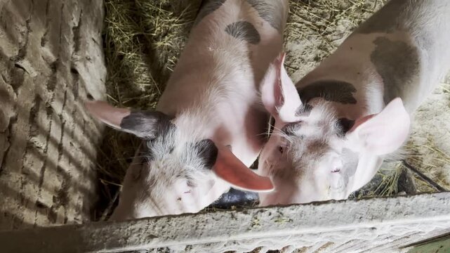 Two pigs feeding in a barn with straw, camera pans to capture their interaction and environment