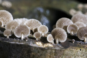 Close up view of wild brown mushroom cluster with intricate texture growing on wood in forest. This detailed shot captures fascinating and quiet beauty of nature