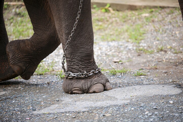 Sad captive elephant leg with heavy metal chain, an image representing animal abuse, cruelty, and suffering of wildlife in captivity without freedom or hope