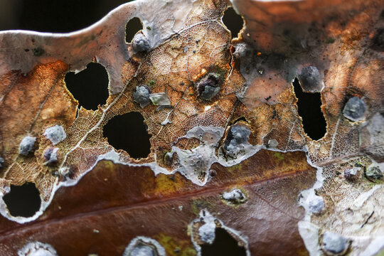Macro abstract texture of brown decaying leaf in nature. organic decomposition process creates fragile pattern of holes on dead foliage, melancholic background