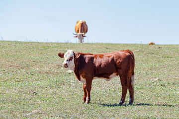 portrait of a young domestic bull	
