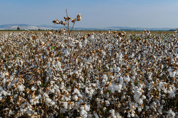 white cotton in the field	
