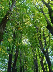 grove(vertical)
木立(縦型)