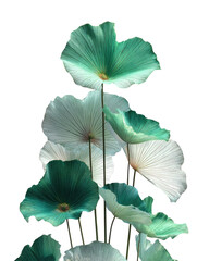 Stacked, ethereal aquatic plant with broad, thin leaves