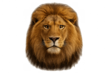 Lion head showing detailed fur and powerful presence, a symbol of strength and leadership, transparent background