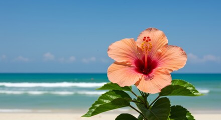 A vibrant peach-colored hibiscus flower with deep red center, positioned in front of a tropical beach scene. Beautiful flower in full bloom against a backdrop of turquoise water and a clear, blue sky.