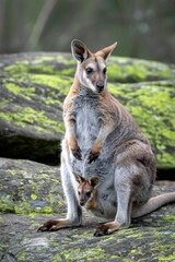 Naklejka premium Wallaby mother with joey in her pouch on mossy rocks