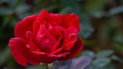 真っ赤なバラ一輪（クローズアップ）