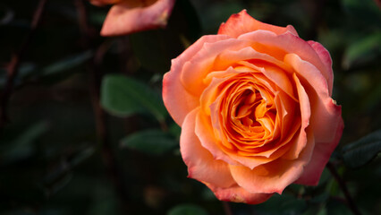 バラ, 紫, 花, 紫色, ピンク, マゼンタ, 薔薇, 一輪, クローズアップ, アップ, 美しい, 植物, 園芸, ガーデニング, バラ園, 満開, 春, 秋, 綺麗, 花びら, 自然, 背景, ボケ, 華やか, 癒し, 香り, エレガント, 豪華, プレゼント, 花束, 誕生日, 記念日, 愛, 恋, 結婚, ウェディング, 神秘的, 高貴, 5月, 6月, 10月, 11月, 庭, 公園,