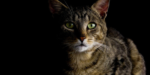 A cat cinematic look in a dark room - light from one side 