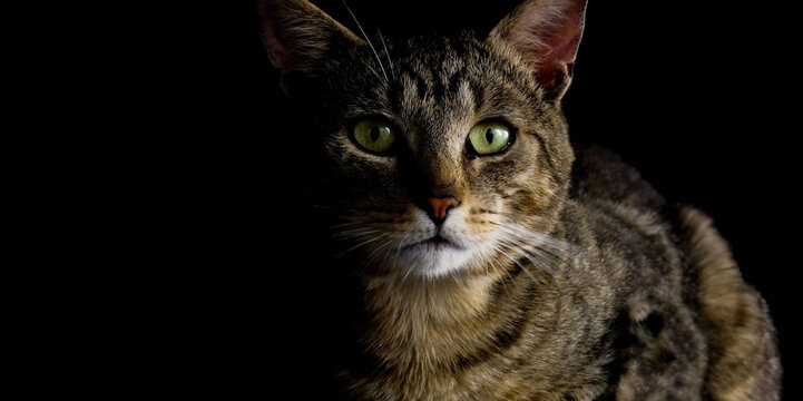 A cat cinematic look in a dark room - light from one side  - Powered by Adobe