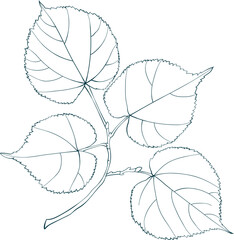 Hand-drawn sketch of lime-tree leaves branch on transparent background. Line style vector illustration. 