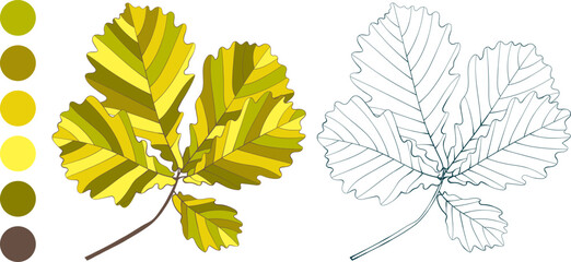 Set of hand-drawn gold colored oak autumn leaves isolated on white background. Flat and line styles coloring page illustration.