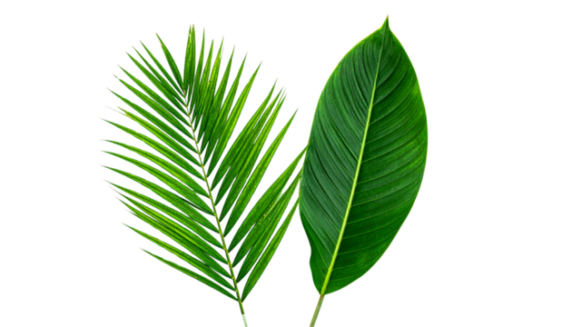 Pair of Tropical Palm Leaf Variations isolated on transparent background - Powered by Adobe