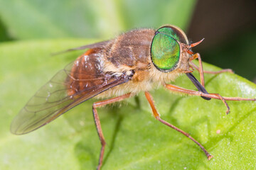 Close Up of March Fly with Metallic Green Eyes